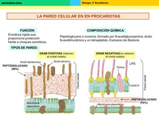 Biología. 2º BachilleratoMICROBIOLOGÍA
Envoltura rígida que
proporciona protección
frente a choques osmóticos.
COMPOSICIÓN QUÍMICA:
Peptidoglucano o mureína, formado por N-acetilglucosamina, ácido
N-acetilmurámico y un tetrapéptido. Exclusivo de Bacteria.
TIPOS DE PARED:
GRAM POSITIVAS (retienen
el cristal violeta)
GRAM NEGATIVAS(no retienen
el cristal violeta)
Paredcelular
Paredcelular
PEPTIDOGLUCANO
(90%)
Membrana
plasmática
Membrana plasmática
Ácido teicoicoÁcido lipoteicoico
Porina
LPS
Lípido A
FUNCIÓN:
LA PARED CELULAR EN EN PROCARIOTAS
PEPTIDOGLUCANO
(10%)
 