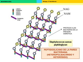 Biología. 2º BachilleratoMICROBIOLOGÍA
PROTEGE A LAS
BACTERIAS DE LA
PRESIÓN
OSMÓTICA
NAM
NAG
PEPTIDOGLICANO DE LA PARED
BACTERIANA
(HETEROPOLISACÁRIDO Y
HETERÓSIDO)
 