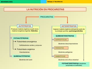 Biología. 2º BachilleratoMICROBIOLOGÍA
Producen materia orgánica a partir de la
materia inorgánica ingerida: litótrofos
Ingieren materia orgánica extrayendo parte de
su energía química: quimiorganótrofos
PROCARIOTAS
HETERÓTROFOS
SAPROFÍTICAS
PARÁSITAS
SIMBIÓTICAS
Fotosíntesis anoxigénica
Fotosíntesis oxigénica
Sulfobacterias verdes y púrpuras
Cianobacterias
Bacterias del suelo
FOTOAUTÓTROFAS
QUIMIOAUTÓTROFAS
Bacterias de la flora intestinal
Bacterias patógenas
Bacterias descomponedoras
AUTÓTROFOS
LA NUTRICIÓN EN PROCARIOTAS
QUIMIOHETEROTROFAS
FOTOHETERÓTROFAS (bacterias
purpúreas no sulfúreas)
 