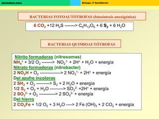 Biología. 2º BachilleratoMICROBIOLOGÍA
BACTERIAS FOTOAUTÓTROFAS (fotosíntesis anoxigénica)
6 CO2 +12 H2S -------> C6H12O6 + 6 S2 + 6 H2O
Nitrito formadoras (nitrosomas)
NH4
+ + 3/2 O2 -------> NO2
1- + 2H+ + H2O + energía
Nitrato formadoras (nitrobacter)
2 NO2H + O2 --------------> 2 NO3
1- + 2H+ + energía
Del azufre incoloras
2 SH2 + O2 ---------> S2 + 2 H2O + energía
1/2 S2 + O2 + H2O ---------> SO3
2- +2H+ + energía
2 SO3
2- + O2 -----------> 2 SO4
2- + energía
Del hierro
2 CO3Fe + 1/2 O2 + 3 H2O ----> 2 Fe (OH)3 + 2 CO2 + energía
BACTERIAS QUIMIOAUTÓTROFAS
 