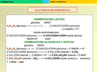 Biología. 2º BachilleratoMICROBIOLOGÍA
FERMENTACIÓN LÁCTICA
glicolisis 2NAD+
C6H12O6 (glucosa) ----> ----> ----> ..... 2 CH3-CO-COOH (pirúvico)
+ 2 (NADH + H+)
lactato-deshidrogenasa
2 CH3-CO-COOH (pirúvico) -----> 2 CH3-CHOH-COOH (ácido láctico)
NADH+H+ NAD+
FERMENTACIÓN ALCOHÓLICA Y ACÉTICA
glicolisis 2NAD+
C6H12O6 (glucosa) --> --> .. 2 CH3-CO-COOH (pirúvico) + 2 (NADH + H+)
2 CH3-CO-COOH (pirúvico)-----------> 2 CH3-COH (etanal) + 2 CO2
2 CH3-COH (etanal) + 2 (NADH + H+) --> 2 CH3-CH2OH (etanol) + 2 NAD+
2 CH3-CH2OH (etanol) + 2O2 ------> 2 CH3-COOH (ácido acético o etanoico)
+ 2 H2O + calor
BACTERIAS HETERÓTROFAS
 
