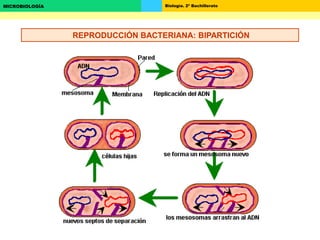 Biología. 2º BachilleratoMICROBIOLOGÍA
REPRODUCCIÓN BACTERIANA: BIPARTICIÓN
 
