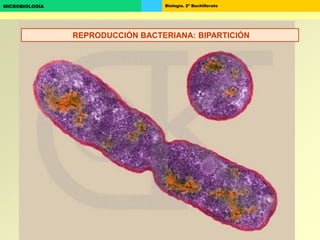 Biología. 2º BachilleratoMICROBIOLOGÍA
REPRODUCCIÓN BACTERIANA: BIPARTICIÓN
 