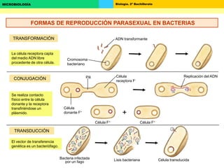 Biología. 2º BachilleratoMICROBIOLOGÍA
+
TRANSFORMACIÓN
CONJUGACIÓN
TRANSDUCCIÓN
ADN transformante
Cromosoma
bacteriano
La célula receptora capta
del medio ADN libre
procedente de otra célula.
Pili
Célula
donante F+
Célula
receptora F-
Replicación del ADN
Célula F+Célula F+
Se realiza contacto
físico entre la célula
donante y la receptora
transfiriéndose un
plásmido.
El vector de transferencia
genética es un bacteriófago.
Bacteria infectada
por un fago Lisis bacteriana Célula transducida
FORMAS DE REPRODUCCIÓN PARASEXUAL EN BACTERIAS
 