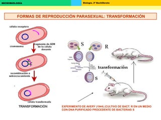 Biología. 2º BachilleratoMICROBIOLOGÍA
FORMAS DE REPRODUCCIÓN PARASEXUAL: TRANSFORMACIÓN
EXPERIMENTO DE AVERY (1944) (CULTIVO DE BACT. R EN UN MEDIO
CON DNA PURIFICADO PROCEDENTE DE BACTERIAS S
S R
 