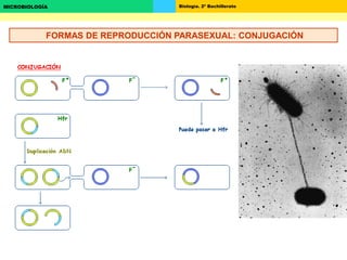 Biología. 2º BachilleratoMICROBIOLOGÍA
FORMAS DE REPRODUCCIÓN PARASEXUAL: CONJUGACIÓN
 