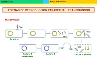 Biología. 2º BachilleratoMICROBIOLOGÍA
FORMAS DE REPRODUCCIÓN PARASEXUAL: TRANSDUCCIÓN
 