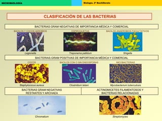 Biología. 2º BachilleratoMICROBIOLOGÍA
BACTERIAS GRAM NEGATIVAS DE IMPORTANCIA MÉDICA Y COMERCIAL
BACTERIAS GRAM POSITIVAS DE IMPORTANCIA MÉDICA Y COMERCIAL
BACTERIAS GRAM NEGATIVAS
RESTANTES Y ARCHAEA
ACTINOMICETES FILAMENTOSOS Y
BACTERIAS RELACIONADAS
COCOS BACILOS CON O SIN ENDOSPORAS MICOBACTERIAS
Legionella Treponema pallidum Shigella
BACILOS Y COCOS AEROBIOS ESPIROQUETAS BACILOS ANAEROBIOS FACULTATIVOS
Staphylococus aureus Clostridium tetani Mycobacterium tuberculosis
Chromatium Streptomyces
CLASIFICACIÓN DE LAS BACTERIAS
 