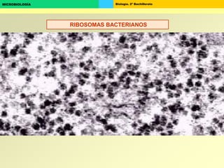Biología. 2º BachilleratoMICROBIOLOGÍA
RIBOSOMAS BACTERIANOS
 