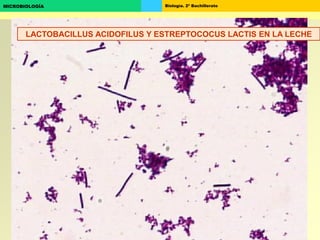 Biología. 2º BachilleratoMICROBIOLOGÍA
LACTOBACILLUS ACIDOFILUS Y ESTREPTOCOCUS LACTIS EN LA LECHE
 
