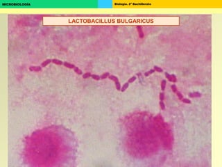 Biología. 2º BachilleratoMICROBIOLOGÍA
LACTOBACILLUS BULGARICUS
 