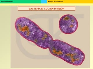 Biología. 2º BachilleratoMICROBIOLOGÍA
BACTERIA E. COLI EN DIVISIÓN
 
