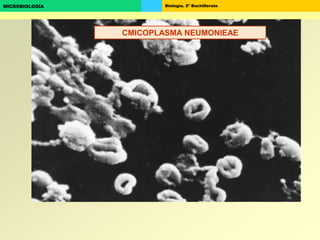 Biología. 2º BachilleratoMICROBIOLOGÍA
CMICOPLASMA NEUMONIEAE
 