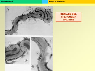 Biología. 2º BachilleratoMICROBIOLOGÍA
DETALLE DEL
TREPONEMA
PALIDUM
 