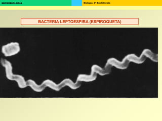Biología. 2º BachilleratoMICROBIOLOGÍA
BACTERIA LEPTOESPIRA (ESPIROQUETA)
 