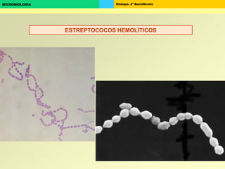 Biología. 2º BachilleratoMICROBIOLOGÍA
ESTREPTOCOCOS HEMOLÍTICOS
 