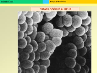 Biología. 2º BachilleratoMICROBIOLOGÍA
ESTAFILOCOCUS AUREUS
 