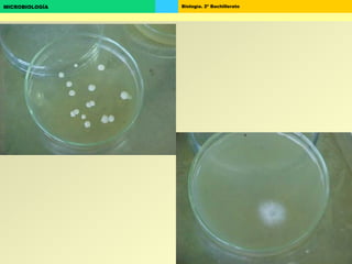Biología. 2º BachilleratoMICROBIOLOGÍA
 