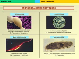 Biología. 2º BachilleratoMICROBIOLOGÍA
SPOROZOA SARCODINA
CILIOPHORAMASTIGOPHORA
Generalmente inmóviles en estado de
madurez. Todos parásitos estrictos.
Ej. Plasmodium y Toxoplasma
Se mueven pos pseudopodos
Ej. Foraminíferos, radiolarios y Entamoeba
Poseen uno o más flagelos
Ej. Trypanosoma y Leishmania
Llevan a cabo movimientos vibrátiles mediante cilios
Ej. Paramecium
MICROORGANISMOS PROTOZOOS
 