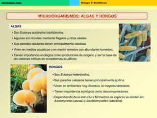 Biología. 2º BachilleratoMICROBIOLOGÍA
ALGAS
HONGOS
• Son Eukarya autótrofos fotolitótrofos.
• Algunas son móviles mediante flagelos y otras sésiles.
• Sus paredes celulares tienen principalmente celulosa.
• Viven en medios acuáticos o en medio terrestre con abundante humedad.
• Tienen importancia ecológica como productores de oxígeno y ser la base de
las cadenas tróficas en ecosistemas acuáticos.
• Son Eukarya heterótrofos.
• Sus paredes celulares tienen principalmente quitina.
• Viven en ambientes muy diversos, la mayoría terrestres.
• Tienen importancia ecológica como descomponedores.
• Dependiendo de la estructura formadora de esporas se dividen en
Ascomycetes (ascas) y Basidiomycetes (basidios).
MICROORGANISMOS: ALGAS Y HONGOS
 