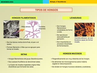 Biología. 2º BachilleratoMICROBIOLOGÍA
HONGOS FILAMENTOSOS
SETAS
LEVADURAS
HONGOS MUCOSOS
Conidios
(esporas)
Hifas sustrato
Hifas aéreas • Son hongos
filamentosos
unicelulares de forma
ovoide.
• Se reproducen
asexualmente por
gemación.
• Son importantes en
procesos industriales
de fermentación.
Candida albicans es una
levadura capaz de formar
micelio.• Son los típicos mohos de la fruta, el pan o el
queso.
• Forman filamento o hifas que se agrupan para
formar el micelio.
• Hongos filamentosos del grupo Basidiomycetes.
• Sus cuerpos fructíferos se denominan setas.
• La fusión de micelios haploides origina hifas
dicarióticas que formarán las setas.
• Filogenéticamente son muy distantes de los hongos.
• Se alimentan de microorganismos sobre materia
vegetal en descomposición.
• Se dividen en hongos mucosos celulares y acelulares.
TIPOS DE HONGOS
 