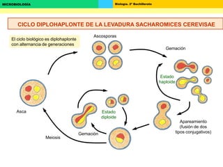 Biología. 2º BachilleratoMICROBIOLOGÍA
Asca
Ascosporas
Gemación
Estado
haploide
Apareamiento
(fusión de dos
tipos conjugativos)
Estado
diploide
Meiosis
Gemación
El ciclo biológico es diplohaplonte
con alternancia de generaciones
CICLO DIPLOHAPLONTE DE LA LEVADURA SACHAROMICES CEREVISAE
 