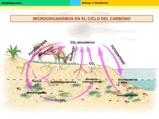 Biología. 2º BachilleratoMICROBIOLOGÍA
CH4
CO2 atmosférico
Metanógenos
Humus
Cianobacterias
y algas
Descomposición
CO2
Quimiorganótrofos
Bacterias
metanotróficas
MICROORGANISMOS EN EL CICLO DEL CARBONO
 