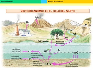 Biología. 2º BachilleratoMICROBIOLOGÍA
SO2
SO2
Putrefacción
HS-R
CaSO4
FeS
SO2
4

O2
H2S (g)
HS

S 
SO2
4

Reducción
desasimilatoria
Ambiente
óxico SO2
4

Ambiente
anóxico SO2
4

HS

Bacterias
quimiolitotróficas
oxigénicas
Bacterias
fototróficas
anoxigénicas
Reducción
asimilatoria
S 
MICROORGANISMOS EN EL CICLO DEL AZUFRE
 