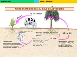 Biología. 2º BachilleratoMICROBIOLOGÍA
Nitrificación en 2 pasos:
- Nitrosomonas, que oxida el
NH3 a nitritos (NO2

)
- Nitrobacter, que oxida el
NO2

a nitrato (NO3

)
Desnitrificación conversión
desasimilatoria de NO3

a N2,
NO y N2O. Retorno del
nitrógeno a la atmósfera y
empobrecimiento del suelo
Reducción asimilatoria del nitrato por
las plantas. Conversión de NO3 en forma
orgánica
Nódulos leguminosos con
Rhizobium
NO, N2, N2O
NH3
NO3

N2 atmosférico
Descomposición de compuestos
orgánicos de nitrógeno, por bacterias
amonificantes (a pH neutro se
encuentra como radical NH4
+
)
Amonificación
MICROORGANISMOS EN EL CICLO DEL NITRÓGENO
 