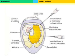 Biología. 2º BachilleratoMICROBIOLOGÍA
 