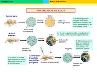 Biología. 2º BachilleratoMICROBIOLOGÍA
Animal sano
Animal
enfermo
Siembra
Siembra
Cultivo
Cultivo
Medio sin
microorganismos
Colonias del
patógeno
Patógeno
sospechoso
Animal sano
inoculado
con cultivo
patógeno Síntomas de enfermedad
Patógeno
Siembra
Cultivo
Colonias del
patógeno
1.- El microorganismo
patógeno debe estar
presente en animales que
sufran la enfermedad y no
en individuos sanos.
2.- El microorganismo debe ser cultivado en
un cultivo puro fuera del cuerpo del animal.
3.- Cuando se inocula
ese cultivo en un animal
sano debe provocar en
él la enfermedad.
4.- El microorganismo
debe ser reaislado a
partir de animales
inoculados, y ser
idéntico al original.
Células sanas
sin patógenos
POSTULADOS DE KOCH
 
