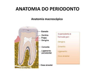 ANATOMIA DO PERIODONTO
Anatomia macroscópica
 