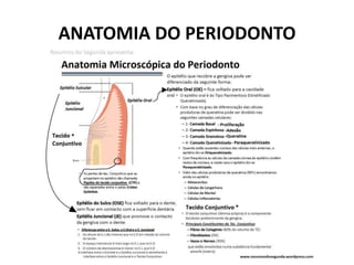 ANATOMIA DO PERIODONTO
 