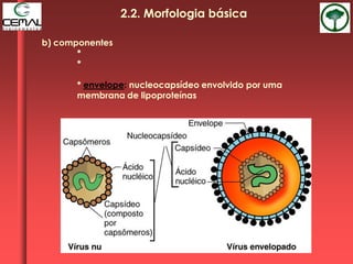 b) componentes
*
*
* envelope: nucleocapsídeo envolvido por uma
membrana de lipoproteínas
2.2. Morfologia básica
 