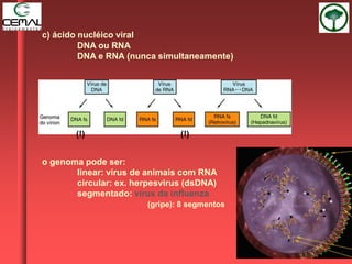 c) ácido nucléico viral
DNA ou RNA
DNA e RNA (nunca simultaneamente)
o genoma pode ser:
linear: vírus de animais com RNA
circular: ex. herpesvirus (dsDNA)
segmentado: vírus da influenza
(gripe): 8 segmentos
(!) (!)
 