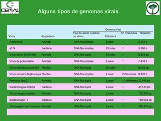 Alguns tipos de genomas virais
Genoma viral
Tipo de ácido nucléico Nº moléculas Tamanho
Vírus Hospedeiro no vírion Estrutura
Parvovírus Animais DNA fita simples Linear 1 5.176 b
174 Bactéria DNA fita simples Circular 1 5.386 b
Vírus símio 40 (SV40) Animais DNA fita dupla Circular 1 5.243 pb
Vírus da poliomielite Animais RNA fita simples Linear 1 7.433 b
Vírus mosaico couve-flor Plantas DNA fita dupla Circular 1 8.025 pb
Vírus mosaico feijão caupi Plantas RNA fita simples Linear 2 diferentes 9.370 b
Reovírus tipo 3 Animais RNA fita dupla Linear 10 diferentes 23.549 pb
Bacteriófago Lambda Bactéria DNA fita dupla Linear 1 48.514 pb
Vírus herpes simples 1 Animais DNA fita dupla Linear 1 152.260 pb
Bacteriófago T4 Bactéria DNA fita dupla Linear 1 168.903 pb
Citomegalovírus humanos Animais DNA fita dupla Linear 1 229.351 pb
 