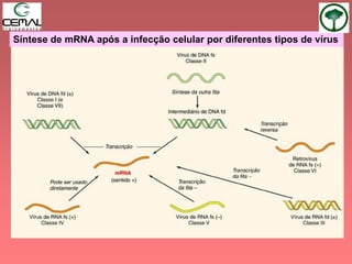 Síntese de mRNA após a infecção celular por diferentes tipos de vírus
 