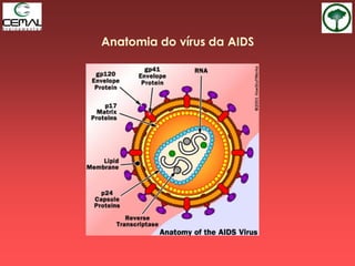 Anatomia do vírus da AIDS
 