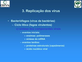 3. Replicação dos vírus
• Bacteriófagos (vírus de bactérias)
– Ciclo lítico (fagos virulentos)
c) síntese dos componentes virais
– eventos iniciais:
» enzimas: polimerases
» síntese do mRNA
– eventos tardios:
» proteínas estruturais (capsômeros)
» ácido nucléico viral
 