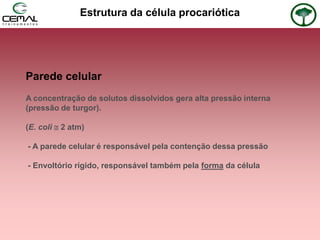 Estrutura da célula procariótica
Parede celular
A concentração de solutos dissolvidos gera alta pressão interna
(pressão de turgor).
(E. coli  2 atm)
- A parede celular é responsável pela contenção dessa pressão
- Envoltório rígido, responsável também pela forma da célula
 