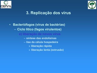 3. Replicação dos vírus
• Bacteriófagos (vírus de bactérias)
– Ciclo lítico (fagos virulentos)
e) liberação de novos vírus
– síntese das endolisinas
– lise da célula hospedeira
» liberação rápida
» liberação lenta (extrusão)
 