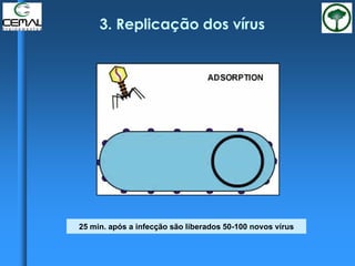 3. Replicação dos vírus
25 min. após a infecção são liberados 50-100 novos vírus
 