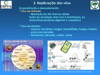3. Replicação dos vírus
b) penetração e desnudamento:
* vírus de animais:
- liberação do AN viral na célula:
fusão do envelope viral com a membrana, ou
endocitose (enzimas digerem o capsídeo)
* vírus de plantas:
- vetores: bactérias, fungos, nematóides, fungos, insetos
- poros nas paredes
- ferimentos: abrasão, cortes, vento
Replicação de um vírus de planta: vírus do nanismo da cevada
 