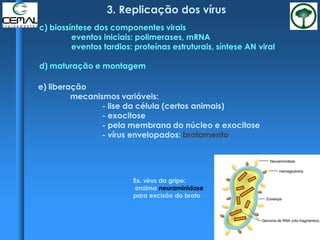 3. Replicação dos vírus
e) liberação
mecanismos variáveis:
- lise da célula (certos animais)
- exocitose
- pela membrana do núcleo e exocitose
- vírus envelopados: brotamento
c) biossíntese dos componentes virais
eventos iniciais: polimerases, mRNA
eventos tardios: proteínas estruturais, síntese AN viral
d) maturação e montagem
Ex. vírus da gripe:
enzima neuraminidase
para excisão do broto
 