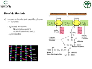 Domínio Bacteria
a) componente principal: peptideoglicano
(>100 tipos)
- açúcares aminados:
N-acetilglicosamina
Ácido N-acetilmurâmico
- aminoácidos
 