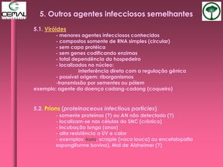 5.1. Viróides
- menores agentes infecciosos conhecidos
- compostos somente de RNA simples (circular)
- sem capa protéica
- sem genes codificando enzimas
- total dependência do hospedeiro
- localizados no núcleo:
interferência direta com a regulação gênica
- possível origem: riborganismos
-transmissão por sementes ou pólem
exemplo: agente da doença cadang-cadang (coqueiro)
5.2. Príons (proteinaceous infectious particles)
- somente proteínas (?) ou AN não detectado (?)
- localizam-se nas células do SNC (crônica)
- incubação longa (anos)
- alta resistência a UV e calor
- exemplos: kuru, scrapie (vaca louca) ou encefalopatia
espongiforme bovina), Mal de Alzheimer (?)
5. Outros agentes infecciosos semelhantes
 