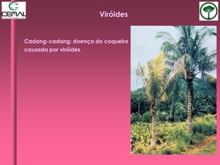 Cadang-cadang: doença do coqueiro
causada por viróides
Viróides
 