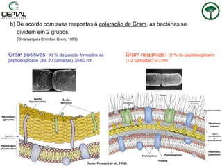 b) De acordo com suas respostas à coloração de Gram, as bactérias se
dividem em 2 grupos:
(Dinamarquês Christian Gram, 1853)
Gram negativas: 10 % de peptideoglicano
(1-2 camadas) 2-3 nm
Gram positivas: 90 % da parede formados de
peptideoglicano (até 20 camadas) 30-60 nm
fonte: Prescott et al., 1996).
 