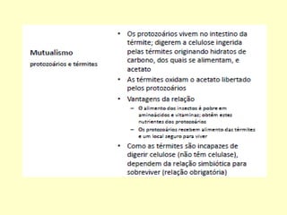 Microbiologia aplicada aula03 microrganismos