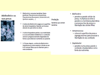 Microbiologia aplicada aula03 microrganismos